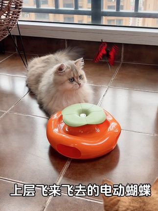 这个玩具我家三个猫猫全都玩疯啦!太好玩了哈哈哈#猫咪玩具 #猫咪解闷玩具 #猫玩具 #养猫人