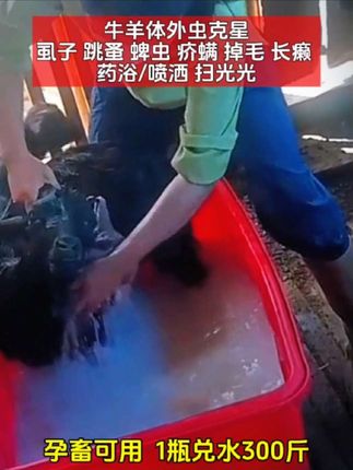 牛羊体外驱虫就用除癞灵#养羊技术 #除癞灵 #牛羊养殖 #三农