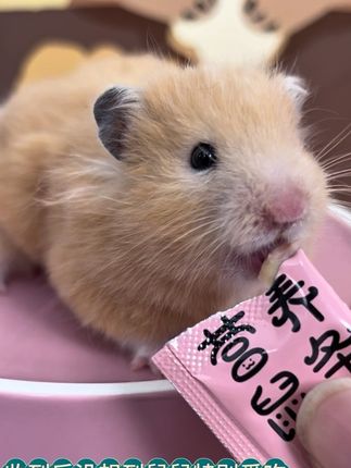 仓鼠营养鼠条 10块多到手50根 适口性贼好!#仓鼠鼠条 #仓鼠零食 #新手养鼠#仓鼠 #金丝熊