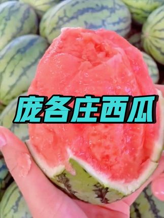庞各庄手剥西瓜新鲜拆摘袖珍小西瓜小糖丸西瓜单果2斤起脆沙甜薄皮新鲜水果自然 #这就是最好吃的大西瓜 #新鲜采摘 #庞各庄西瓜