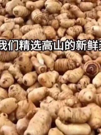 #热门视频 云南小草坝新鲜天麻现场仿野生种植 现挖现发保质保鲜顺丰包邮