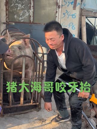#我的乡村生活 #原创视频 #新农人计划 #农村笨猪肉#新鲜猪肉让您吃得放心
