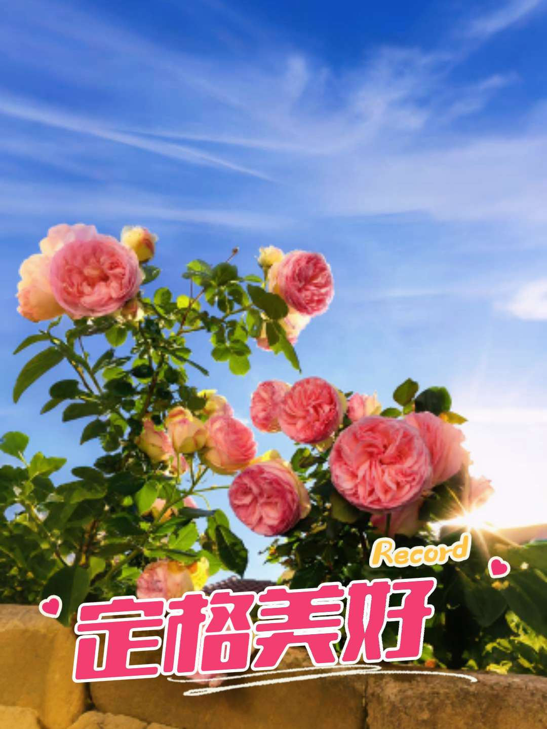 #AI扩图 人生如逆旅,我亦是行人 #日常分享 #原创视频 #创作人计划 #好看的花一定要分享给你