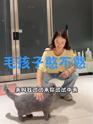 都说俺家果冻憨、人家可分得清大小王了😂、天天陪我加班,走哪跟着,就是一小跟屁虫!蓝猫是不是只认一个主人,超级高冷!#vlog日常 #毛孩子 #家有萌宠