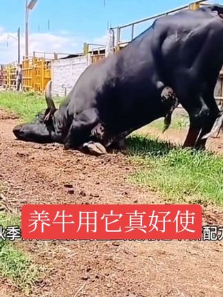 养牛一定这样做 养殖一定做好这一步!