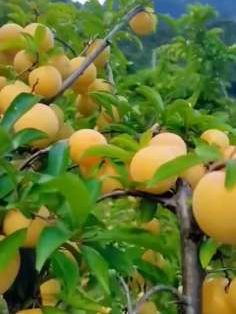 正宗湖南黄金奈李蜂糖蜜脆李子,果皮金黄,自然成熟,吃起来香甜多汁,口感超级甜#新鲜当季水果 #黄金李#快来一起尝个鲜