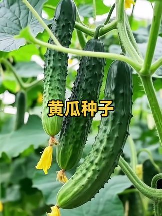 黄瓜种子 自己种的绿色的纯天然的蔬菜 #我的小菜园只需要插在土里浇浇水就行了 ,很快就能 爬满架接的黄瓜#黄瓜种子 #种子