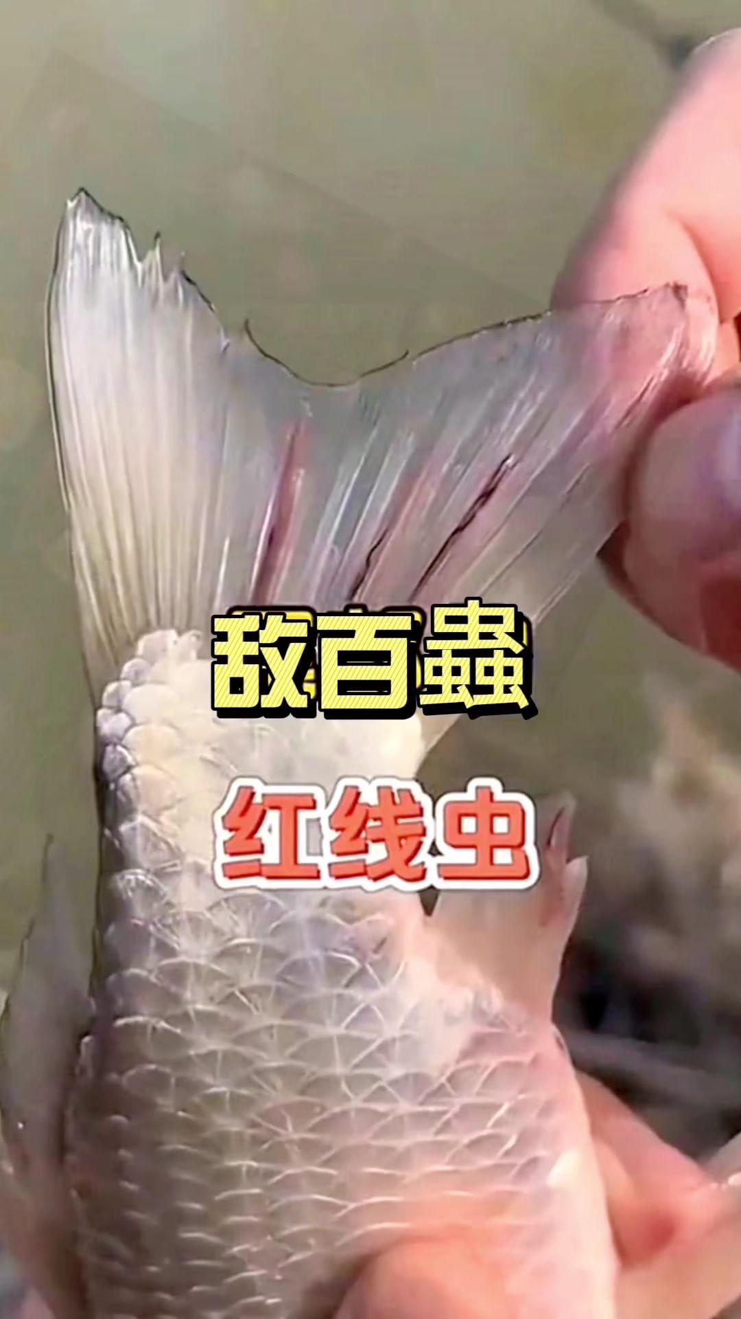#鱼塘专用敌佰蟲# 养鱼专用敌佰蟲水产专用敌