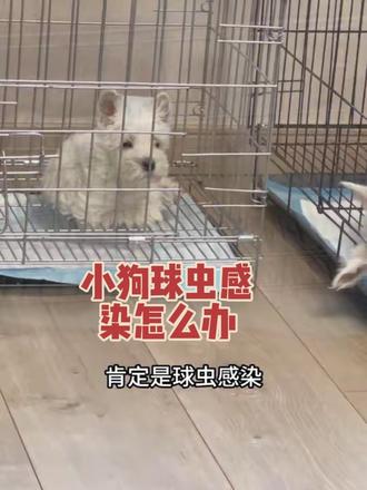 我的小狗又得了球虫病,拉稀便、开始拉透明胶状物,呈果冻样,后来稀便里面带血丝,后来拉黏糊糊的血点,吃了五天的药,第三天大便就成型了,所以养狗的朋友们,狗狗拉稀不一定是细小,别慌,对症下药,很快就好了#小狗球虫病 #西高地白梗 #养狗经验分享#抖音助手 #抖音创作者中心