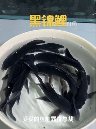 宝子们,超酷的黑锦鲤来啦😍它也叫乌鲤,全身漆黑如墨,仅腹部有些许白色,鳞片黑点组成鲜明纵纹,鳍为深黑色。神秘又高贵,游动起来优雅霸气,观赏性超高。适应力强,水温20-28℃都能活,杂食不挑食。养它超有面儿,快入手吧。#黑锦鲤 #观赏鱼 #神秘高贵 #优雅霸气 #好养易活