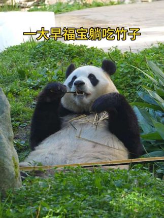 9.13号早上第一时间福宝吃竹子啦#大熊猫福宝 #卧龙神树坪 #天下卧龙熊猫王国