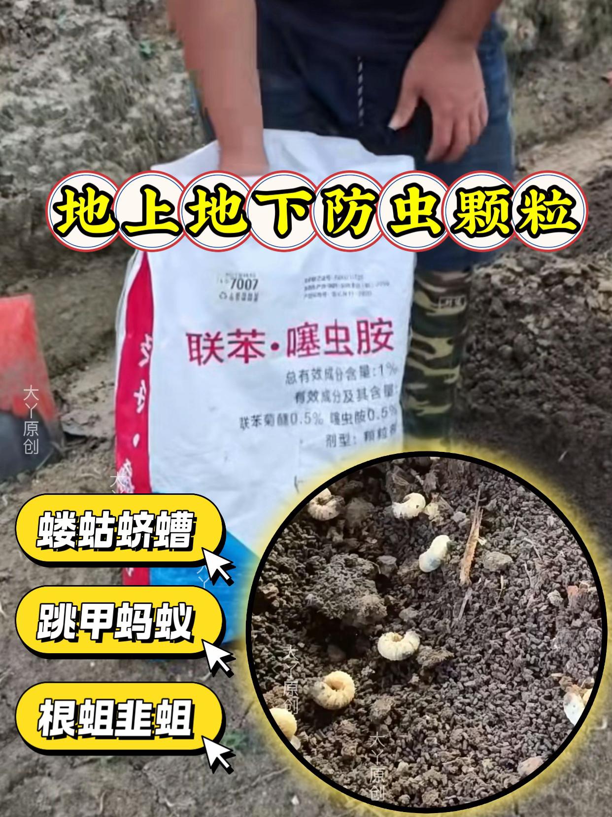 高效撒施型防虫颗粒,农业种植好帮手!一把下去,天牛、跳甲、蜗牛等地下害虫全搞定。使用超便捷,随手一撒,作物地远离虫害,整洁又卫生,蔬菜瓜果叶更绿更鲜。价格超实惠,单包即享批发价,整件购优惠多多。有需要的朋友,点击下方小黄车下单,轻松开启无忧种植,守护丰收,就选这款防虫颗粒,为您的果园与菜地保驾护航。#果树管理 #防方虫颗粒剂 #果园管理 #病虫害防治 #杀虫颗粒剂 @DOU+小助手 @DOU+上热门