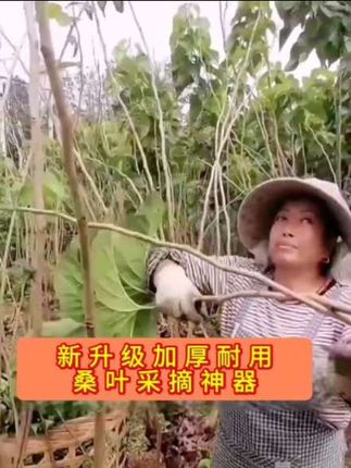 新升级款桑叶采摘神器#三农种植 #优质农产品 #抖音助农扶农