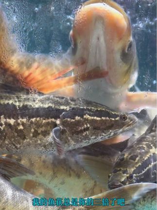 悬浮离底钓法!反底双钩让大鱼疯狂咬钩!#钓鱼 #钓鱼人 #鱼钩 #子线双钩