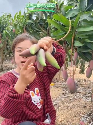 #辣椒芒#新鲜应季水果 #软糯香甜#好吃到停不下来 #新鲜采摘