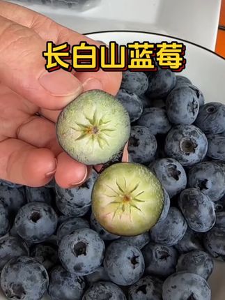 这个来自长白山的蓝莓,吃起来又脆又甜又多汁,满满的花青素,经常用眼的宝子们一定要多吃,大人小孩都爱吃,快来一起尝个鲜吧!#蓝莓 #大数据把我推给爱吃蓝莓的人 #优质农产品 #花青素 #口感特别好