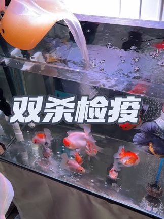 新鱼入缸双杀检疫 #养鱼日记 #双杀检疫#泰狮