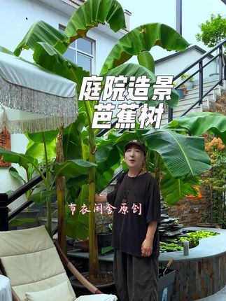 庭院造景#芭蕉树 叶片硕大长势快 现在修剪很快就会重新萌发 是一款特别好养的大叶子植物 在家就能体验热带雨林的氛围感#花卉绿植 #养花小知识 #家庭养花 #一花一草一世界