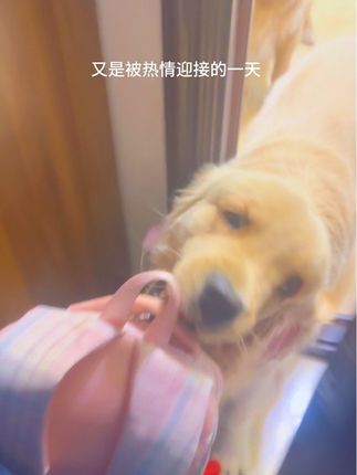 如果有这样的欢迎队伍,你几点回家#金毛 #狗狗的心思都写在脸上了 #猫咪 #我和我的猫 #欢迎仪式