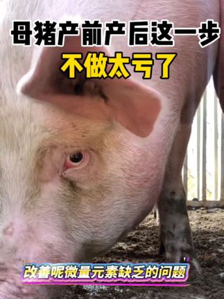 猪缺钙#猪腿站不起来#猪不发情#母猪补钙维生素#母猪养殖技术