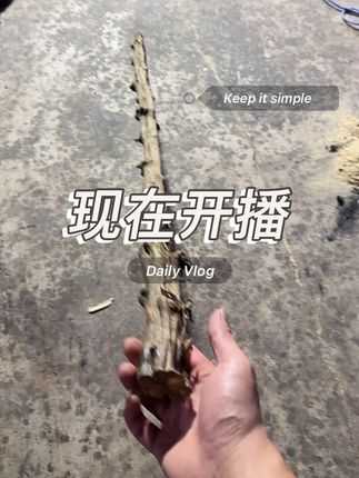 现在开播#鞭杆#武术棍#万寿腾#白龙柏#以木会友