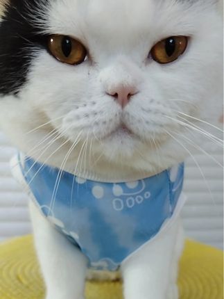 偷猫自己准备麻袋吧#吃货猫