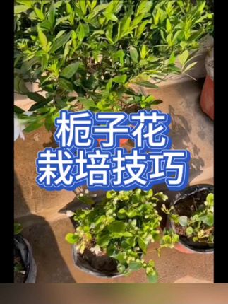 栀子花栽培技巧#爱生活爱养花 #花卉绿植 #生活 #妙招分享 #栀子花