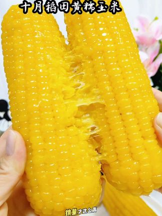 #十月稻田黄糯玉米,这个价格到手一袋,,都是独立包装,#吃起来软糯香甜还能拉丝,#颗粒饱满,个头也很大,无论是蒸煮炖菜都可以,#糯叽叽的口感真的爱了,