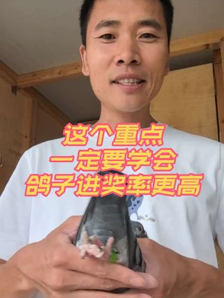 蛋白粉对鸽子有什么作用?#信鸽赛鸽 #赛鸽比赛 #职业赛鸽