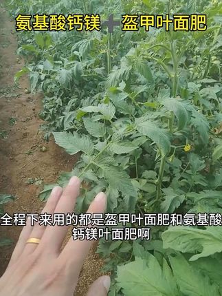 点击下方小黄车购买视频同款#涨知识 #农技推广 #种植小技巧 #农业种植技术 #服务三农