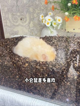 不铺一次荞麦沙,你永远不知道小仓鼠是多喜欢在里面玩耍#养鼠日常分享 #萌宠出道计划 #超便宜超划算 #无限回购的宝藏单品 #仓鼠垫料