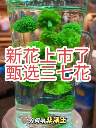2025年新三七花上市了,得蚨甄选,必属精品!#文山三七 #甄选五宝粉