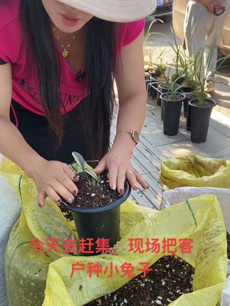 今天帮客户种了五盆兰花,有需要的家人点击下方连接下单八五折活动,晚上9:00直播