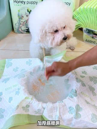 家里狗狗不会定点上厕所的,给它试试这款遇水释香训导尿垫#狗狗尿垫 #狗狗尿垫推荐 #新手养狗