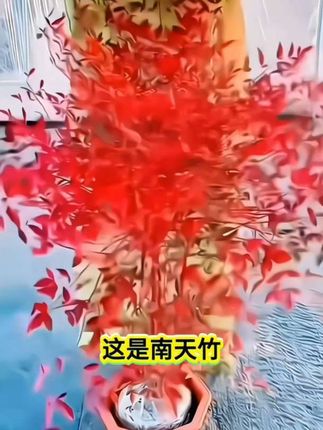 火焰南天竹,四季不落叶。耐寒抗旱,天气越冷叶子越红,寓意红红火火,盆栽地栽都南北方都能种。#南天竹 #花卉绿植 #家庭养花 #爱生活爱养花 #火焰南天竹