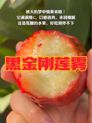 秋天来一颗清甜水润的黑金刚莲雾太惬意了!它不仅口感好,细腻无渣,老少皆宜,而且糖分不高,管理期的姐妹、家里的长辈也可以放心吃!#新鲜采摘 #优质农产品 #莲雾 #黑金刚莲雾 #优质水果