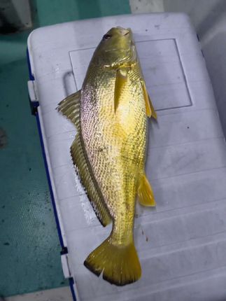 #海钓船钓 #鱼获满满 #黄三#春子 #黄姑鱼