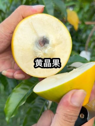 想吃黄晶果的来#新鲜采摘 #优质农产品 #助力果农 #黄晶果