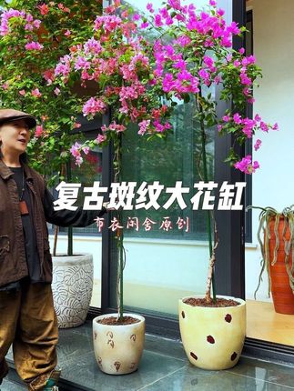 复古斑纹大花缸 容量大颜值高 颜色温润 低调奢华 种花透气不闷根 适合庭院花园露台别墅民宿#爱生活爱养花 #原创视频 #院子的梦想 #花盆 #花卉绿植