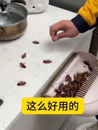 家里小强🪳到处出没的地方放一个,不出一个星期都看不到踪影了