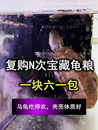 复购 N 次的宝藏龟粮!1.6 元 / 包含虾青素 +善玉菌 乌龟吃得欢,壳亮体质好#新手养龟 #善玉菌龟粮 #龟粮推荐 #养龟日常 #养龟小知识