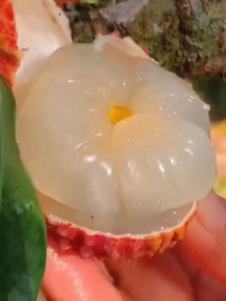当季限定火山无核荔枝纯甜天然2/2.5斤家庭装新鲜#纯天然绿色食品 #无核荔枝 #荔枝