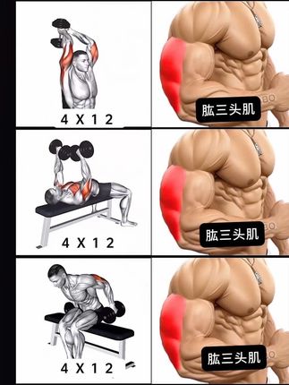 居家手臂💪训练,自己瞎练一年不如学后练一个月,健身少走弯路#居家锻炼#手臂训练 #三头肌训练 #三头肌 #健身小白必看经验