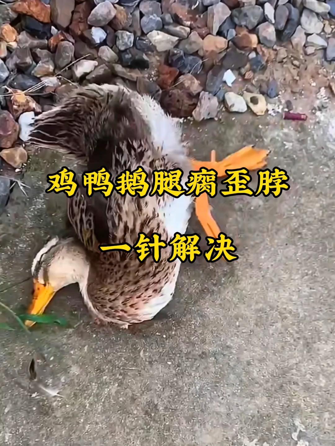 #养鸡 #鸡鸭鹅养殖 #农村创业养殖 #禽病防治 #养鸡小妙招