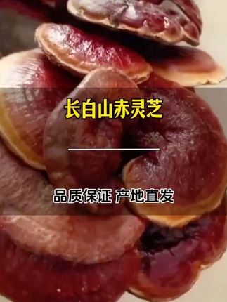 长白山泡酒#赤灵芝 有根红灵芝整朵免洗泡酒煲汤煮水#男士神仙单品 #滋补养生食材 #泡酒好材料 #赤灵芝泡酒