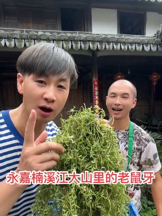 乡村助农: 永嘉楠溪江大山深处的老鼠牙(半边莲)你们需要吗?#半边莲#助力三农 #乡村助农 #楠溪蛟哥 #蛟哥挑担