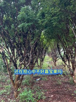 #嘉宝果#果树种植#果树管理