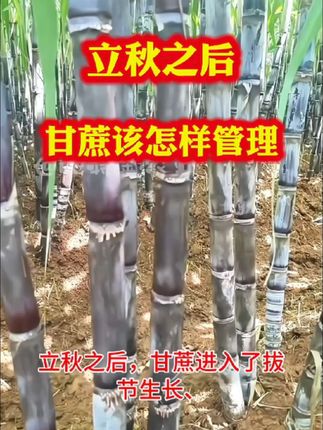 #青年创作者成长计划 用甘蔗拉长增粗剂甘蔗拉长增粗效果明显