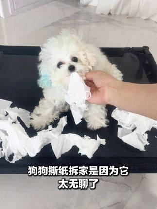 爱撕纸掏棉花的小狗可以安排上这个耐咬发声响纸,硬控我家小比熊一整天,也没时间拆家了#宠物响纸 #比熊