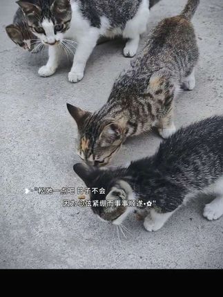 埋头干饭的小狸花们#创作灵感 #萌宠 #猫咪 #猫 #狸花猫